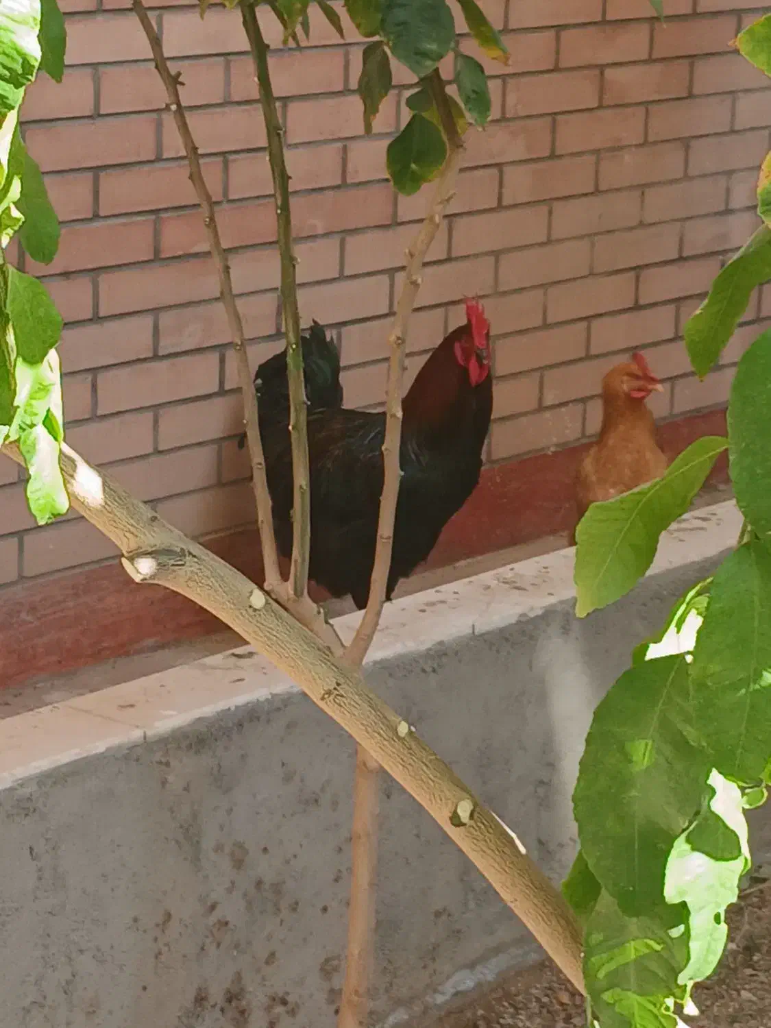 ید عدد خروس بزرگ جهت  معاوضه|حیوانات مزرعه|قم, صفاشهر|دیوار