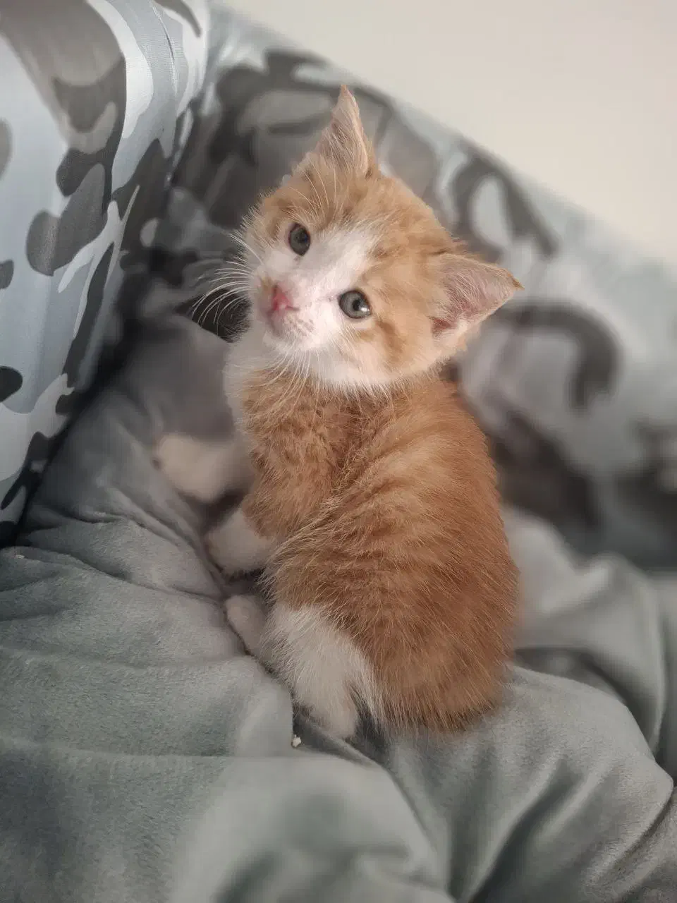 بچه گربه dsh|گربه|کرج, شهرک بنفشه|دیوار