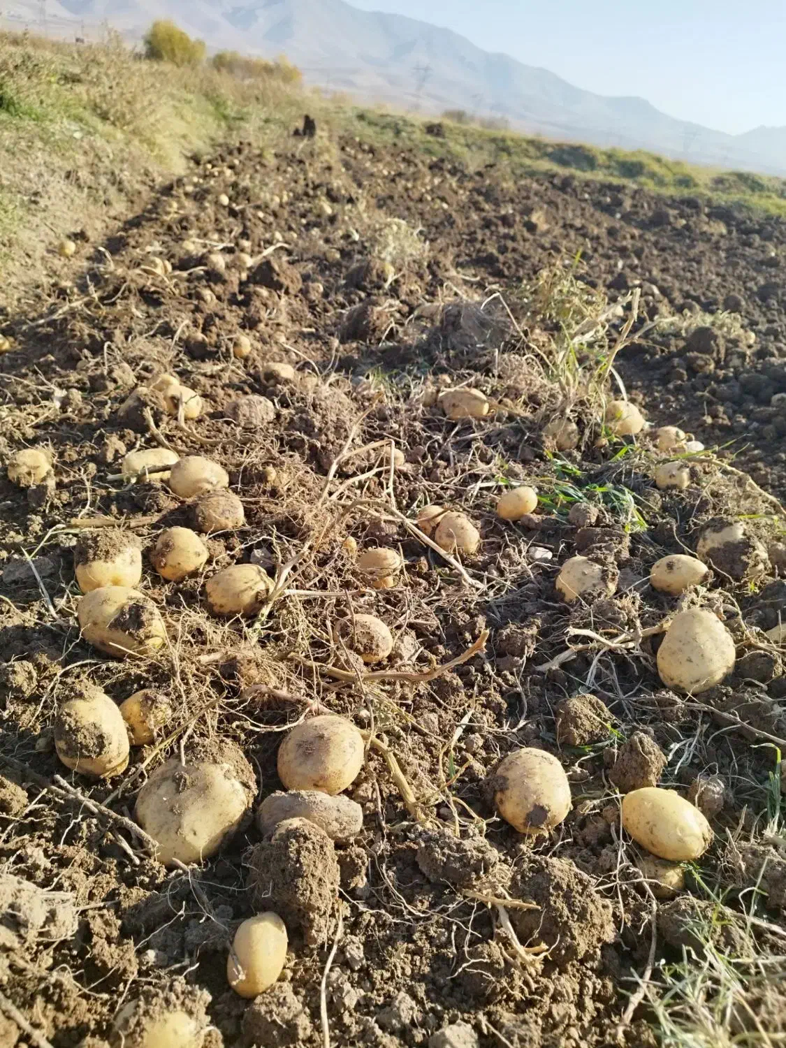 سیب زمینی بزری|خوردنی و آشامیدنی|زاغه, |دیوار