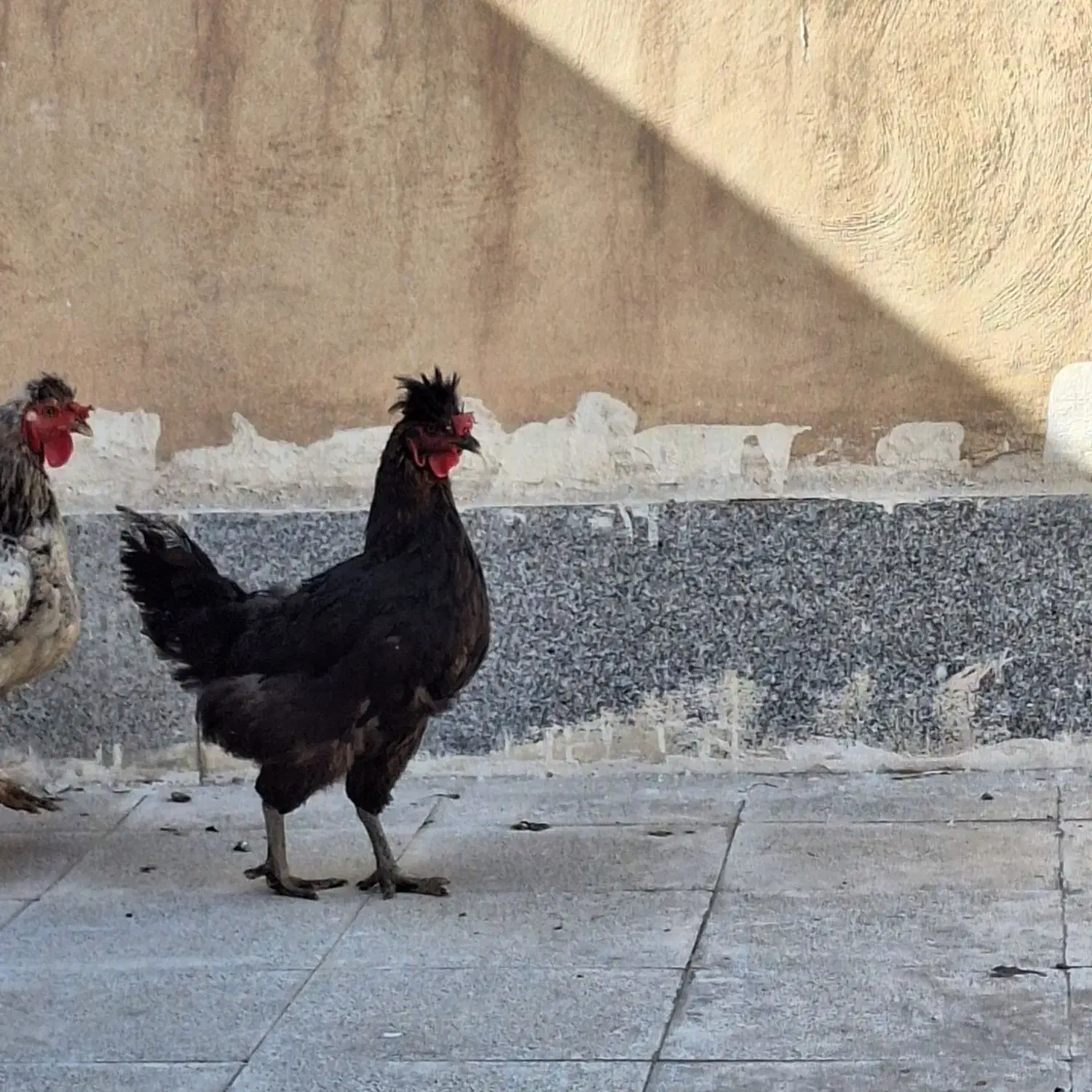 خروس و مرغ محلی|حیوانات مزرعه|مشهد, کوثر|دیوار