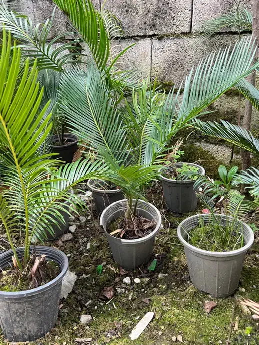 تعدادی سیکاس در سایز های متفاوت به فروش میرسد|گل و گیاه طبیعی|نوشهر, |دیوار