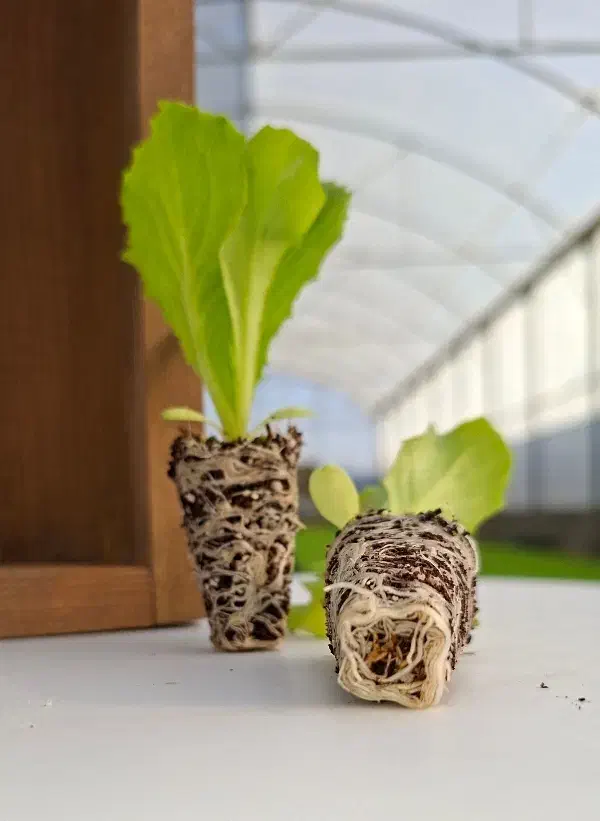 نشا انواع کاهو کلم بادمجان گوجه|گل و گیاه طبیعی|دزفول, |دیوار