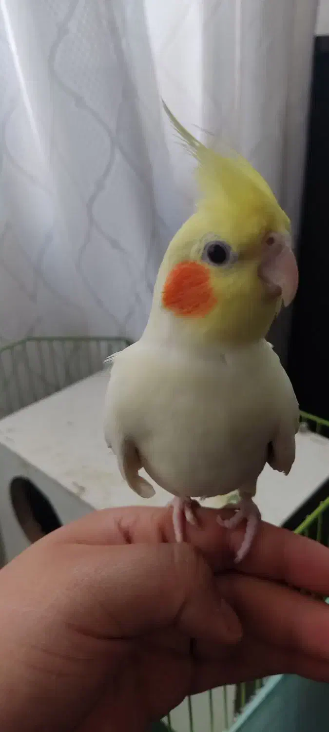 پرنده|پرنده|سیرجان, |دیوار