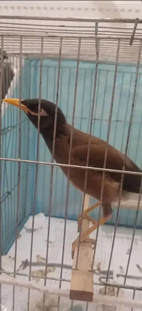 مرغ مینا|پرنده|زاهدان, |دیوار