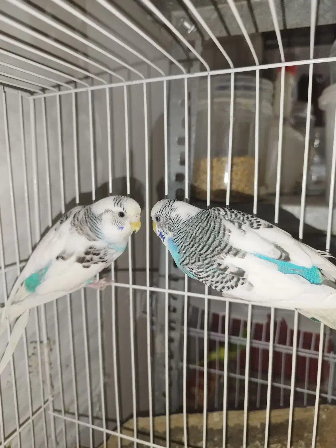 جفت کوتوله اهلی وجفت مرغ عشق|پرنده|بیرجند, |دیوار