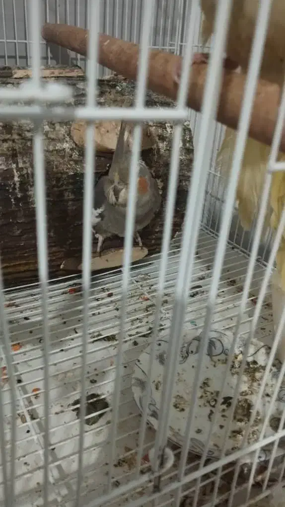 عروس هلندی|پرنده|بندرعباس, |دیوار