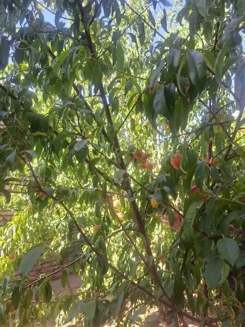 ملک تجاری 'مسکونی بلوارکرکوند سرمایه گذاری پرسود|فروش مغازه و غرفه|مبارکه, |دیوار