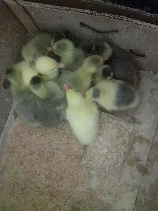 جوجه غاز|حیوانات مزرعه|اردبیل, |دیوار