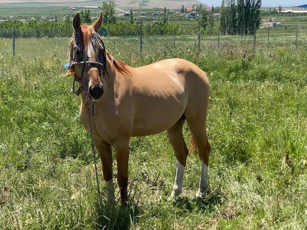 فروش فوری  اسب|حیوانات مزرعه|کندوان, |دیوار