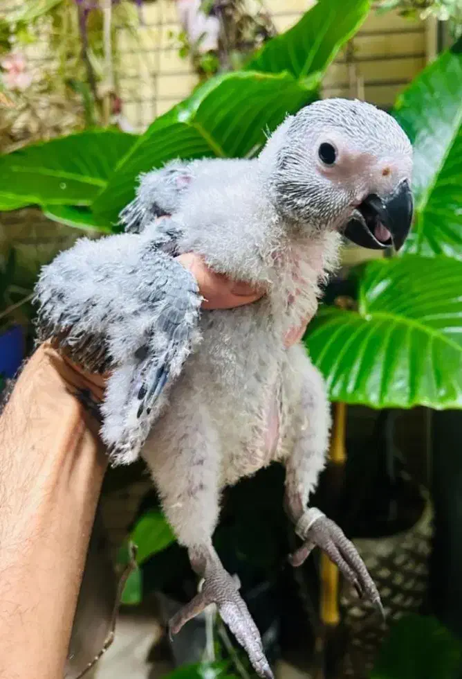 جوجه کاسکو دم قرمز و کاکادو و رد فکتور نژاد برتر|پرنده|شیراز, اصلاحنژاد|دیوار