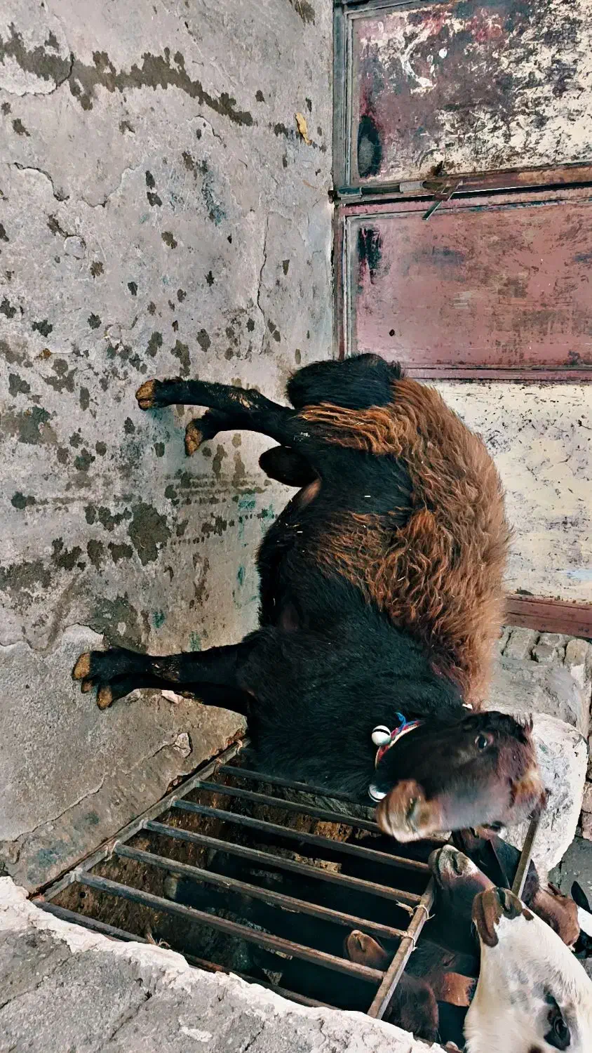 قوچ قره قزل|حیوانات مزرعه|صحنه, |دیوار