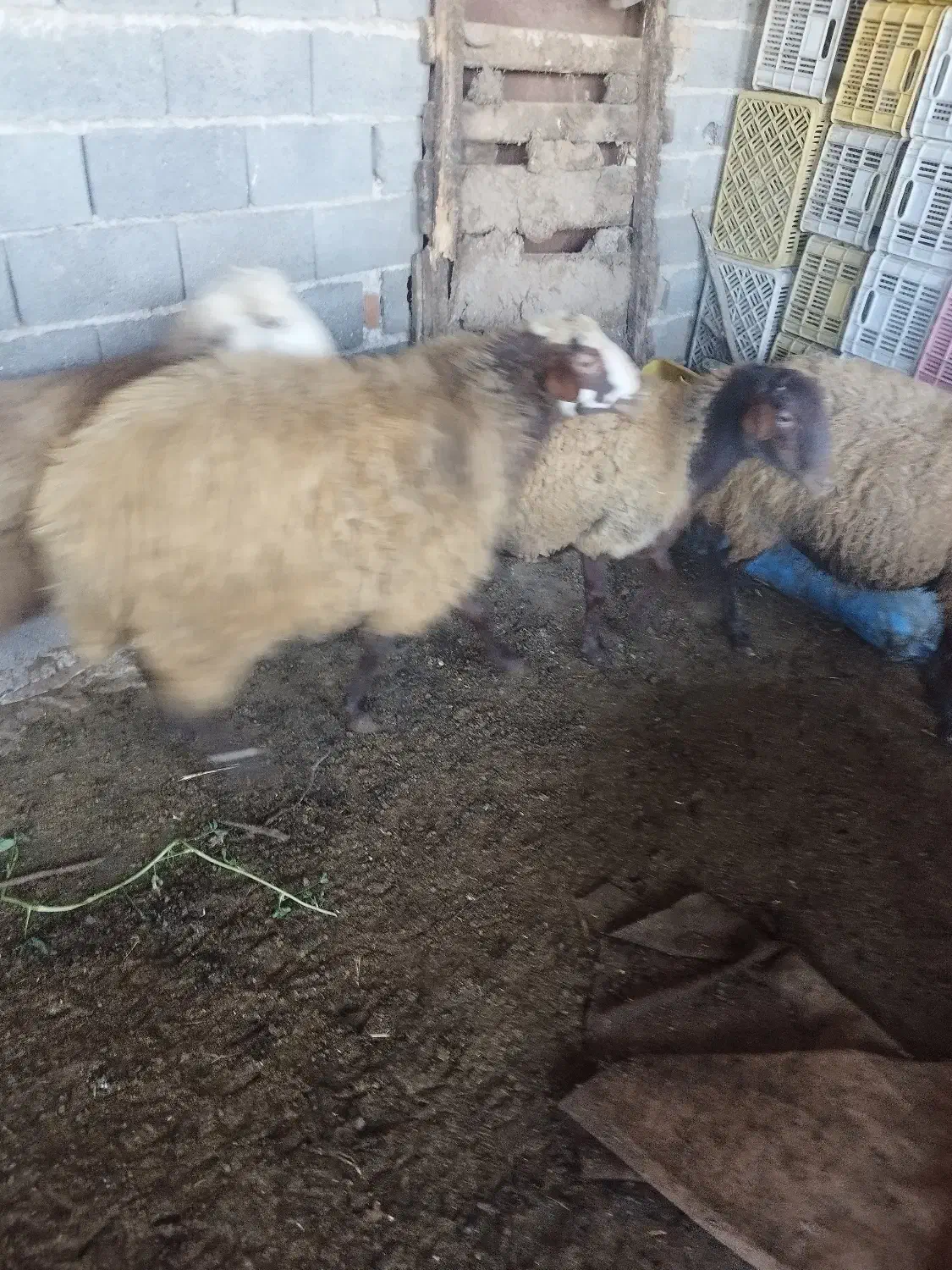 فروش گوسفند|حیوانات مزرعه|قائمشهر, |دیوار