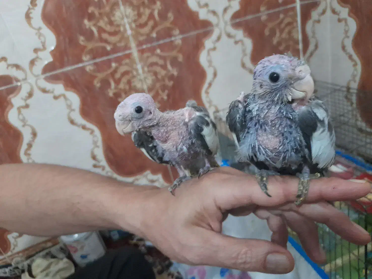 جوجه سر لاکی|پرنده|کارون, |دیوار