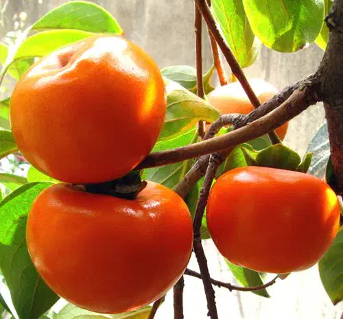 خرمالو جعبه زده آماده مناسب خوراک و میوه خشک|خوردنی و آشامیدنی|قائم‌شهر, |دیوار