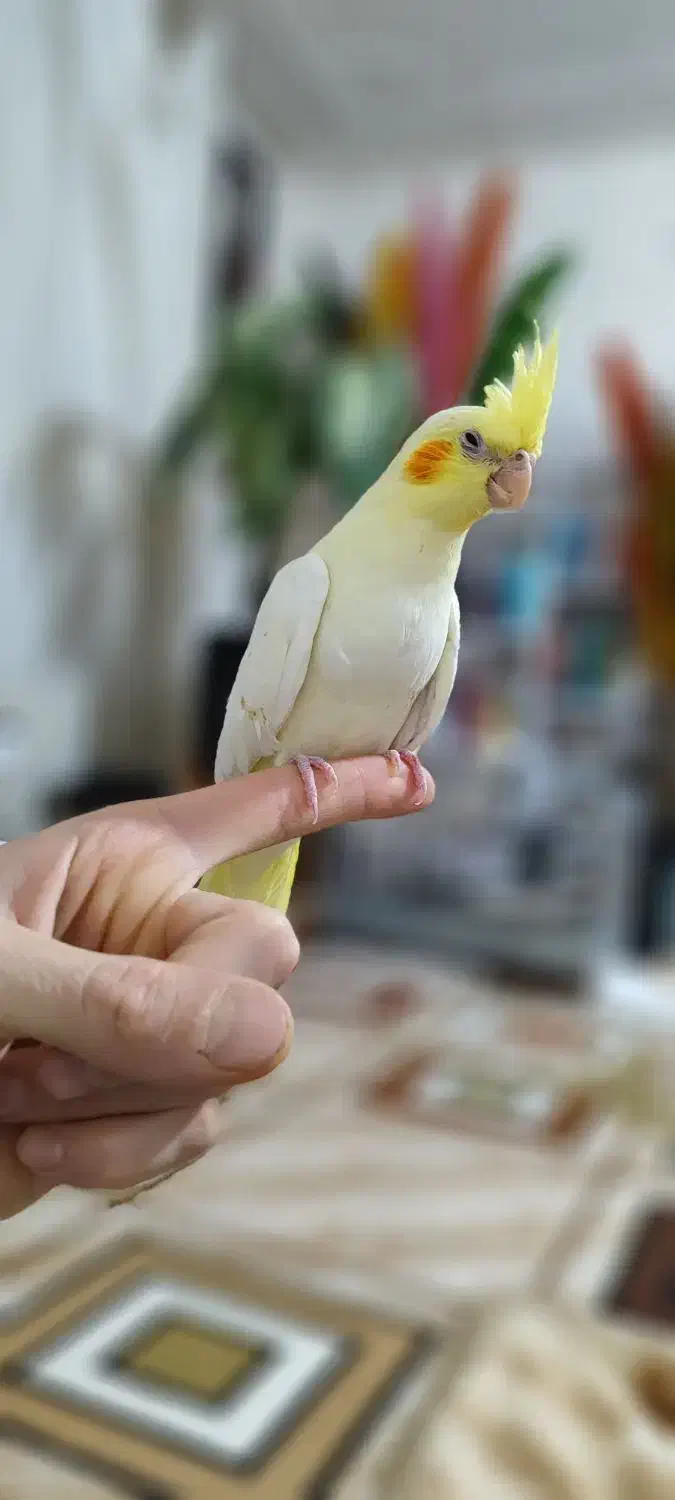 عروس هلندی|پرنده|سپیدان, |دیوار