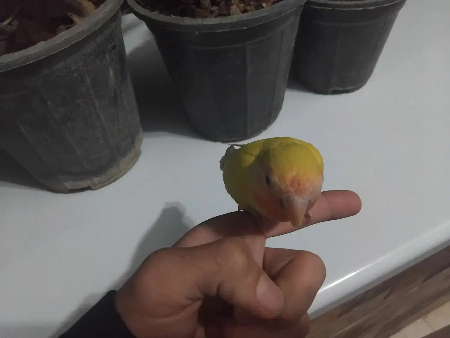 کوتوله سخنگو|پرنده|تربت جام, رضاآباد|دیوار