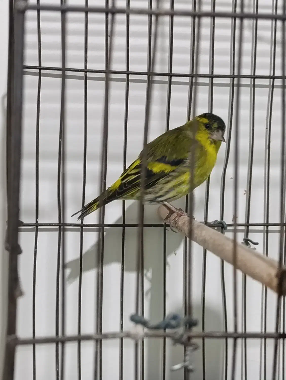 سهره جفتی|پرنده|تهران, گمرک|دیوار