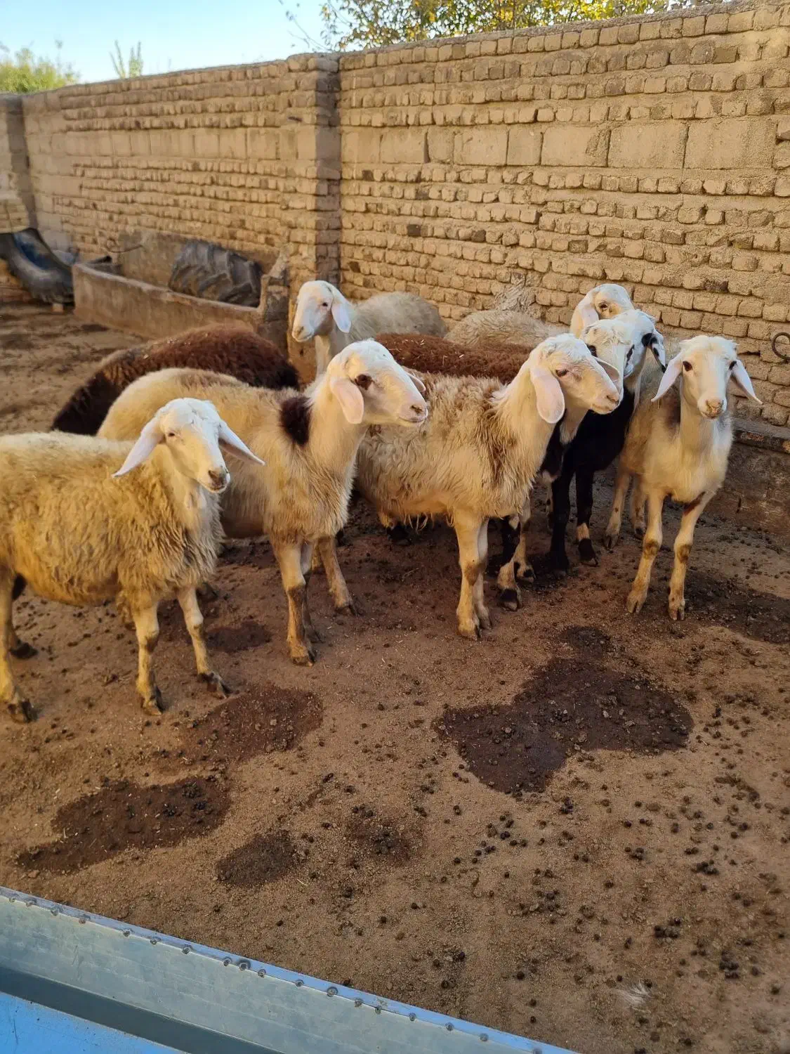 بره قوچ|حیوانات مزرعه|سیلاخور, |دیوار