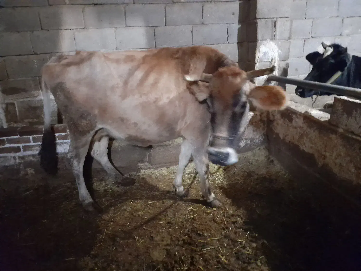 دوعددگاو وگوساله|حیوانات مزرعه|دهگلان, |دیوار