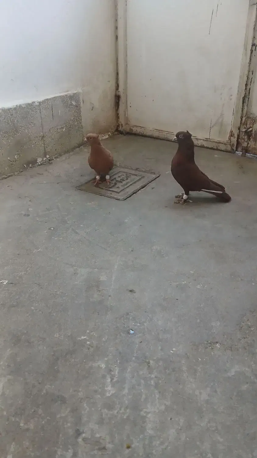 سرخ زرد نر و ماده اصلی|پرنده|سبزوار, زینبیه|دیوار