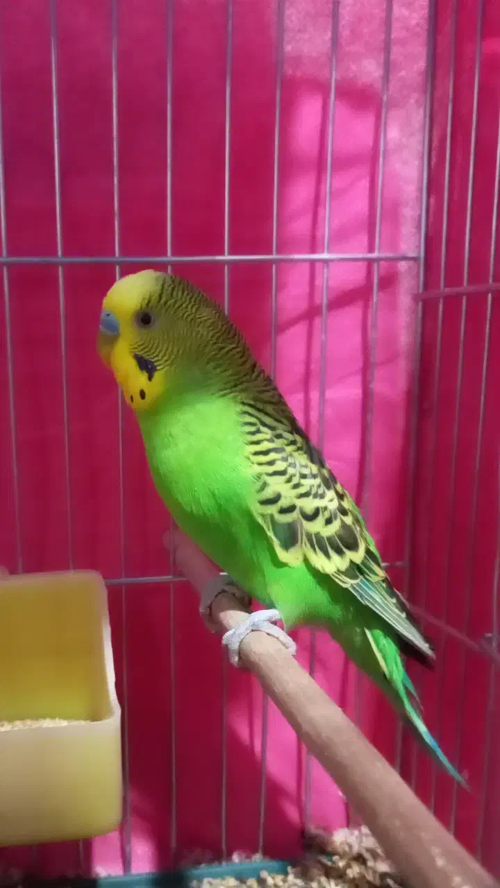 مرغ عشق کارداده|پرنده|اصفهان, جلفا|دیوار