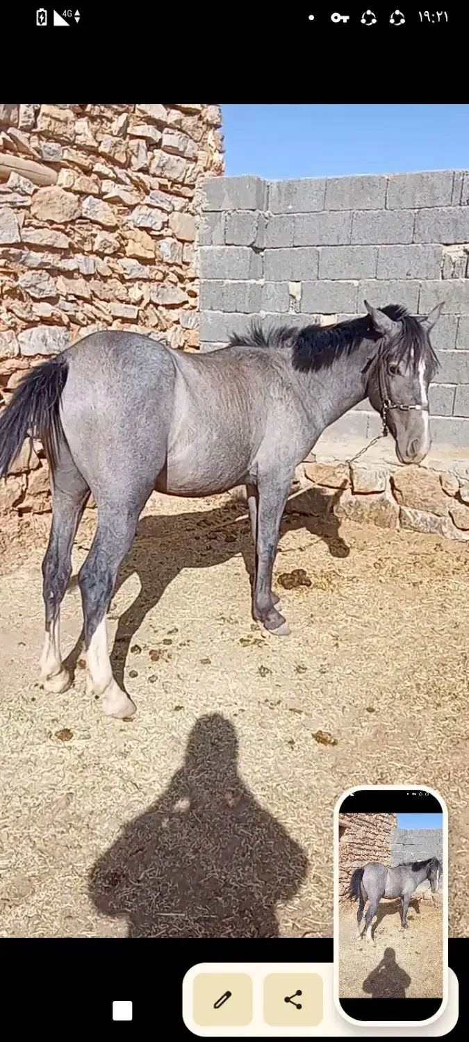 اسب دوساله دست کش یورغه نیست سواری دو کاروان داره|اسب و تجهیزات اسبسواری|سنندج, |دیوار