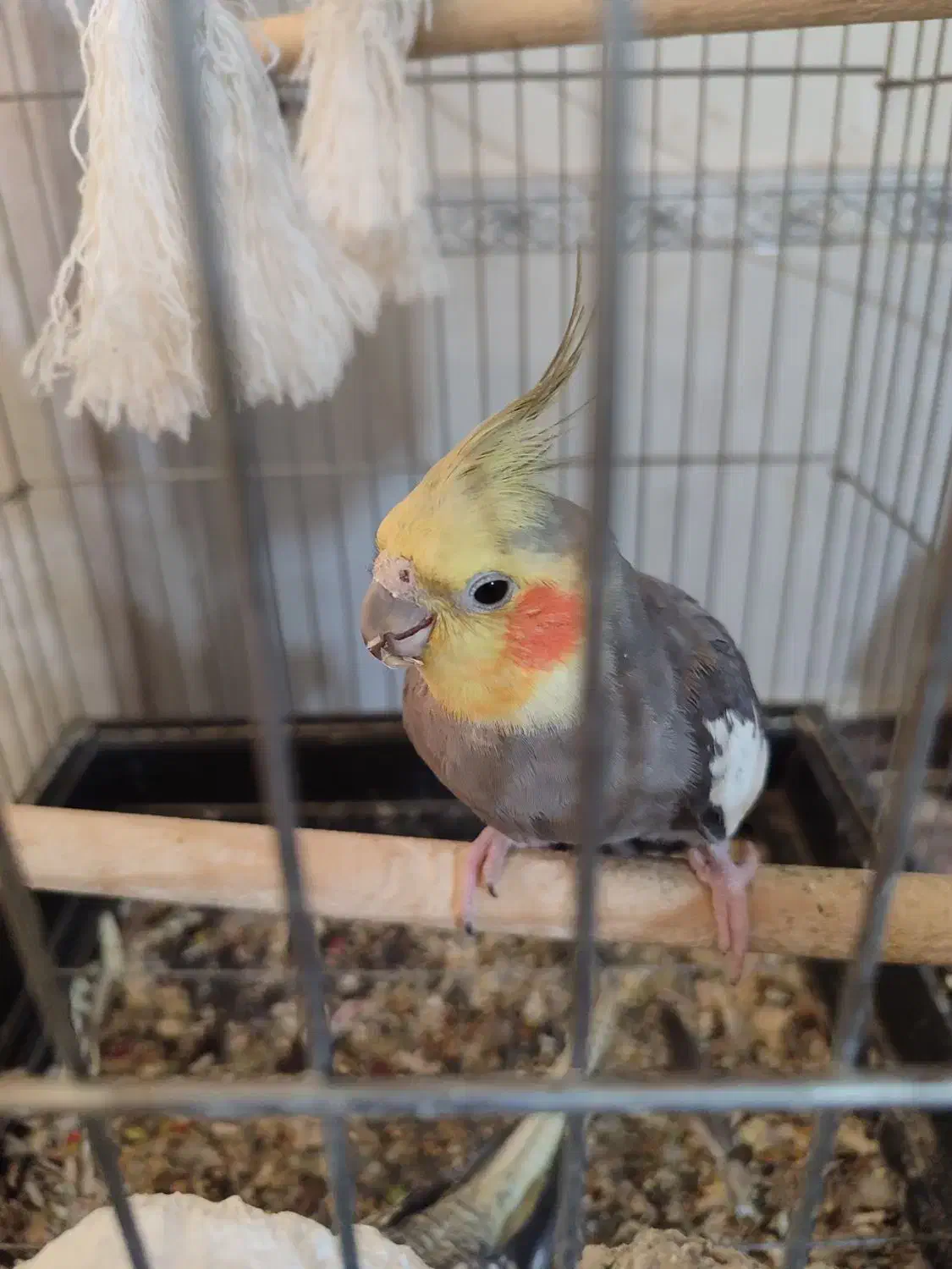 عروس هلندی جفت خرده مولد|پرنده|نسیمشهر, |دیوار