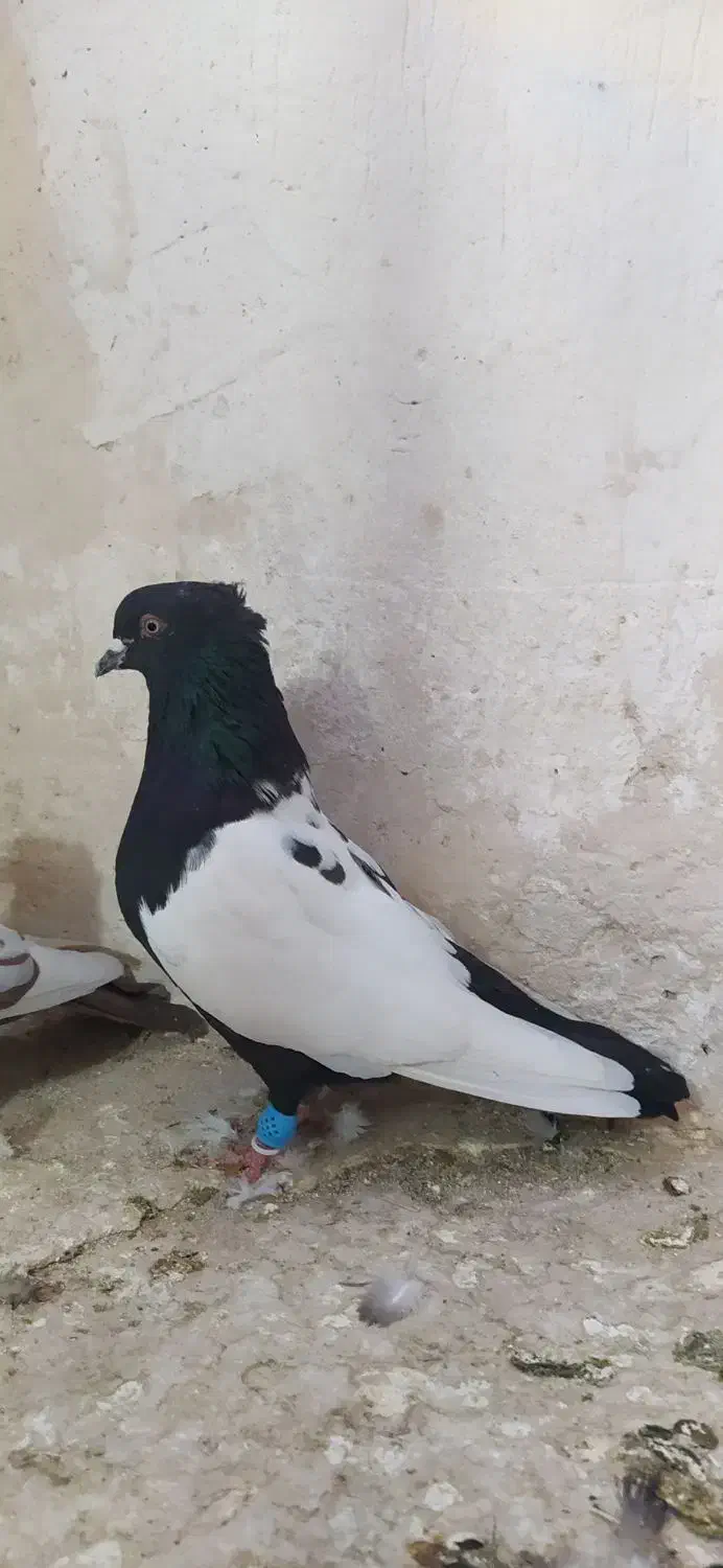 کبوتر|پرنده|شیروان (خراسان), |دیوار