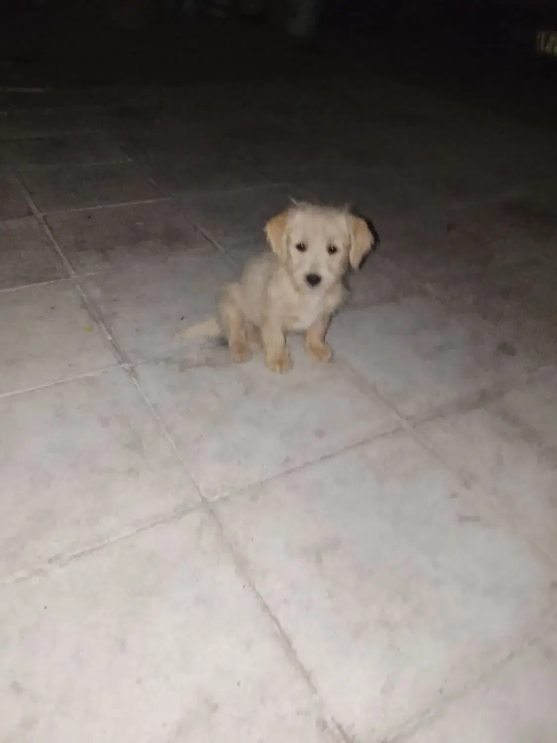 دو عدد توله شیتزو|سگ|سبزوار, شرق کال میانی|دیوار