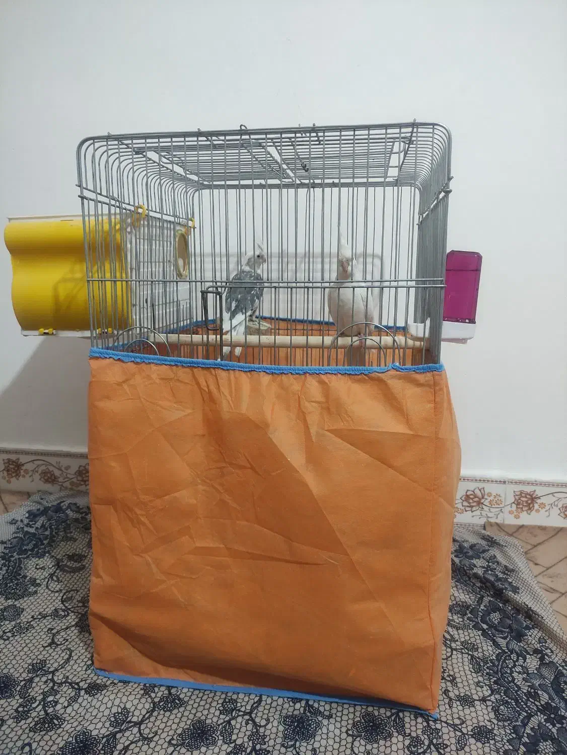 فروش عروس هلندی درشت آماده جوجه کشی با وسایل /فوری|پرنده|صحنه, |دیوار