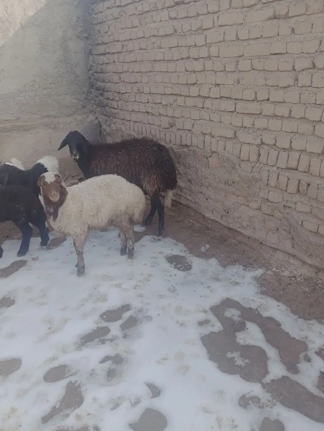 گوسفند|حیوانات مزرعه|نیشابور, دربقاضی|دیوار