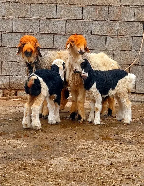 ۲۴راس میش بختیاری|حیوانات مزرعه|شوشتر, |دیوار