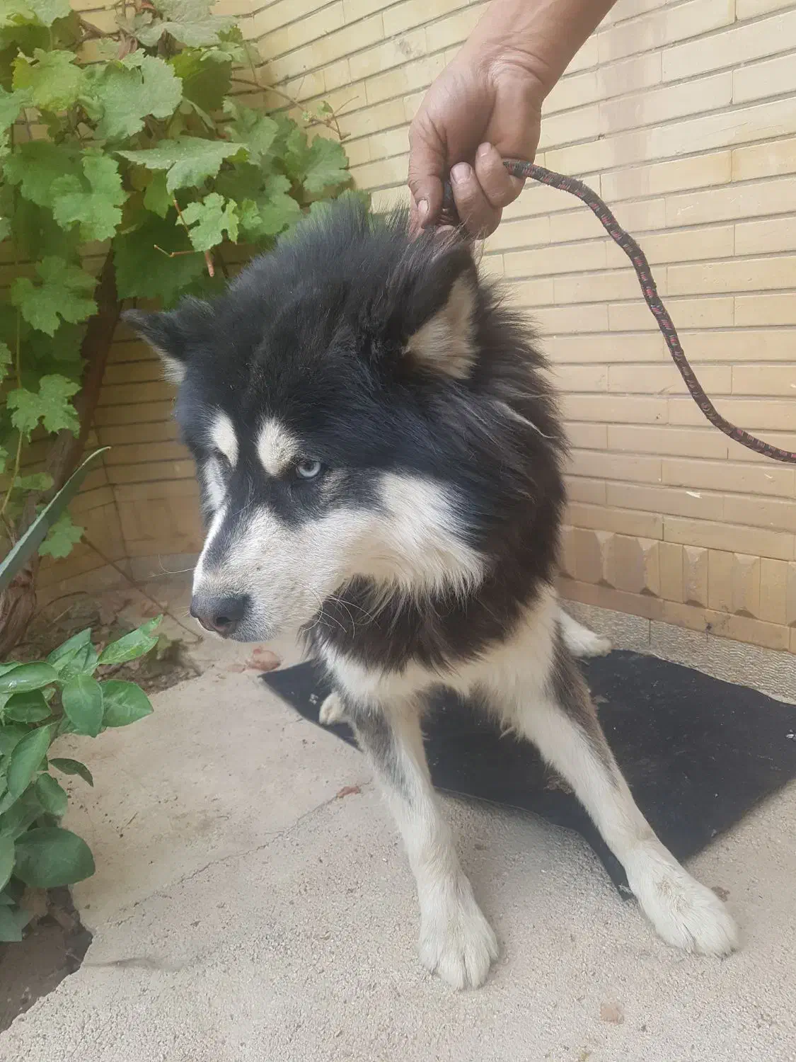 سگ هاسکی|سگ|یاسوج, |دیوار