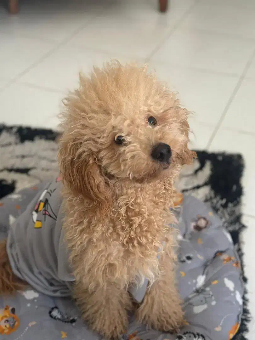 سگ پودل|سگ|تهران, هلال احمر|دیوار