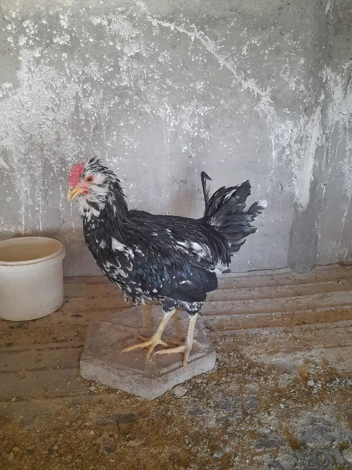 فروش نیمچه مرغ و خروس گلین.|حیوانات مزرعه|شهرکرد, |دیوار