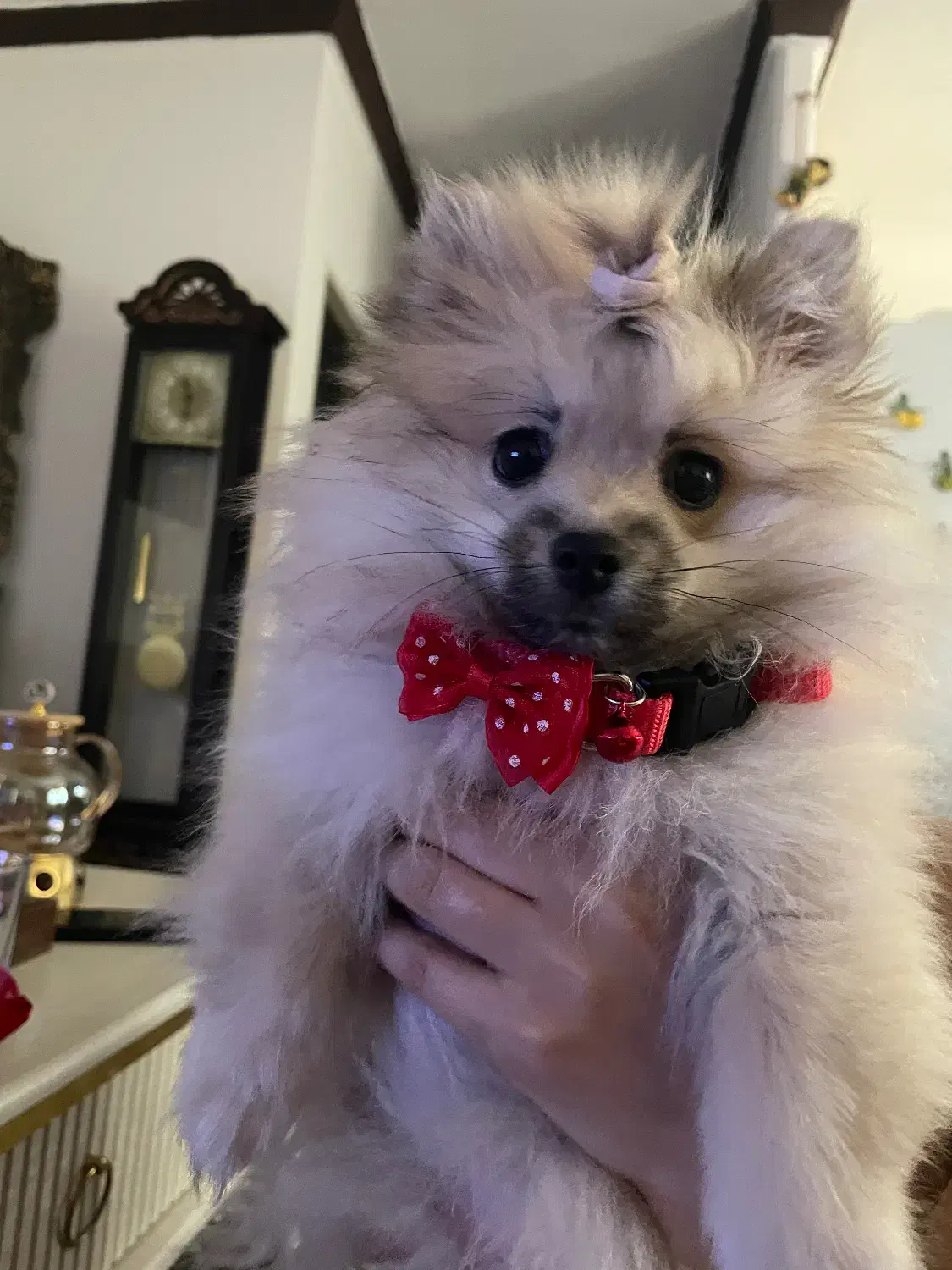 واگذاری سگ پامر|سگ|رشت, پل تالشان|دیوار