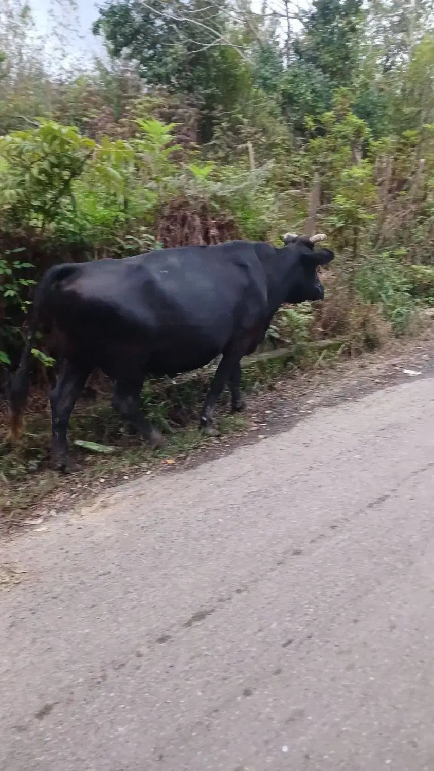 فروش گاو دورگه اصیل|حیوانات مزرعه|توتکابن, |دیوار