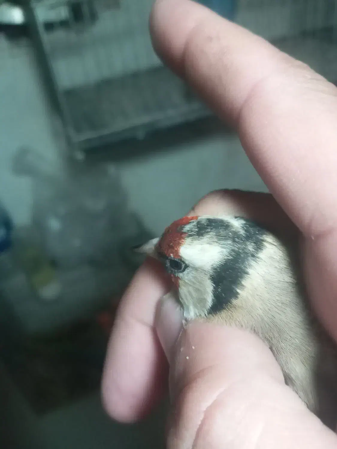 سهره ماده داغ سر چونه خطی|پرنده|اردبیل, |دیوار