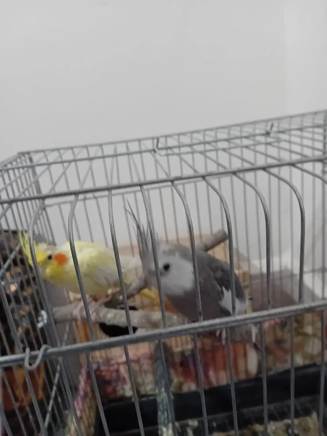 پرنده|پرنده|زابل, |دیوار