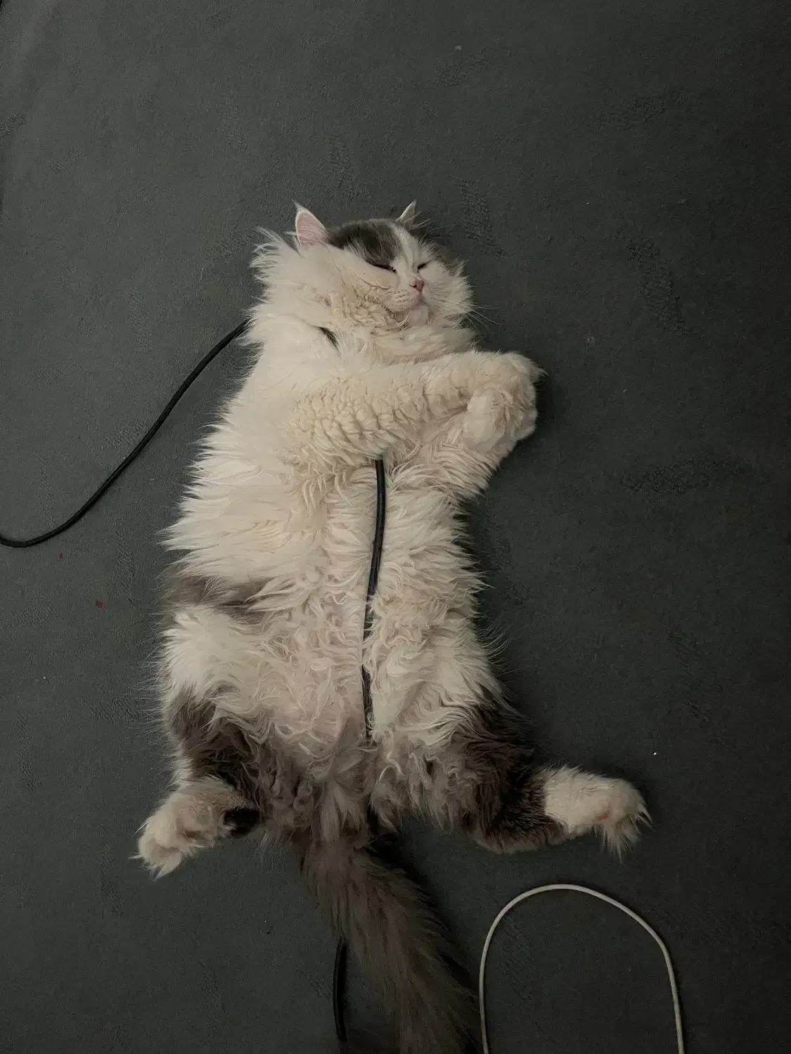 گربه برای جفت گیری|گربه|ارومیه, |دیوار