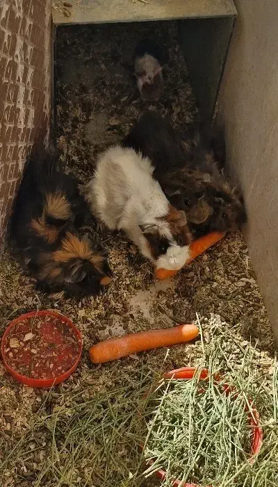 خوکچه هندی|موش و خرگوش|شهرکرد, |دیوار