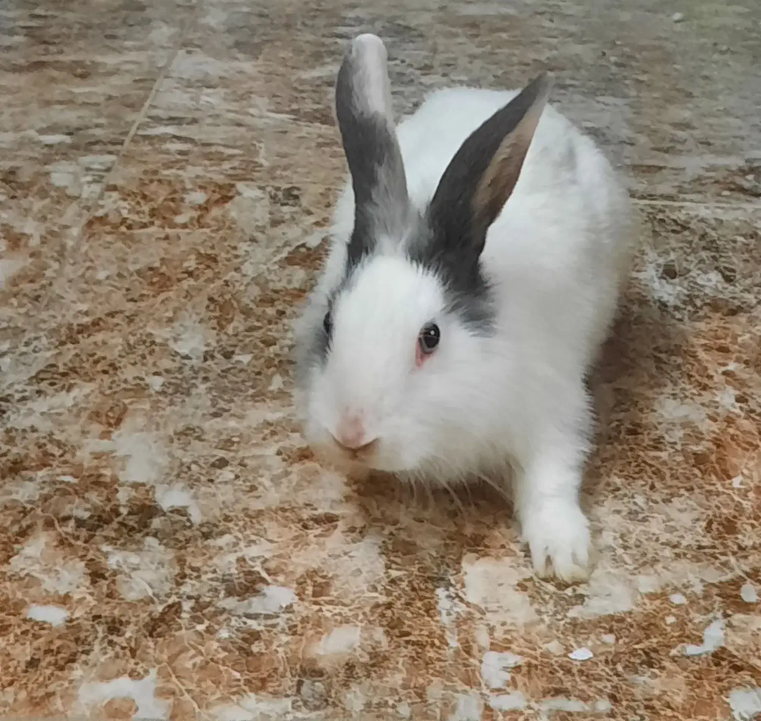 خرگوش لوپ|موش و خرگوش|طرقبه, |دیوار