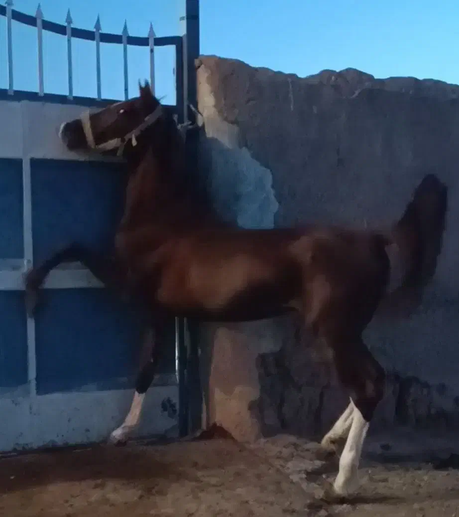 فروش اسب|اسب و تجهیزات اسب‌سواری|چادگان, |دیوار