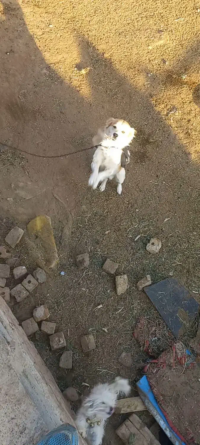 جفت نروماده|پرنده|فیروزه, |دیوار