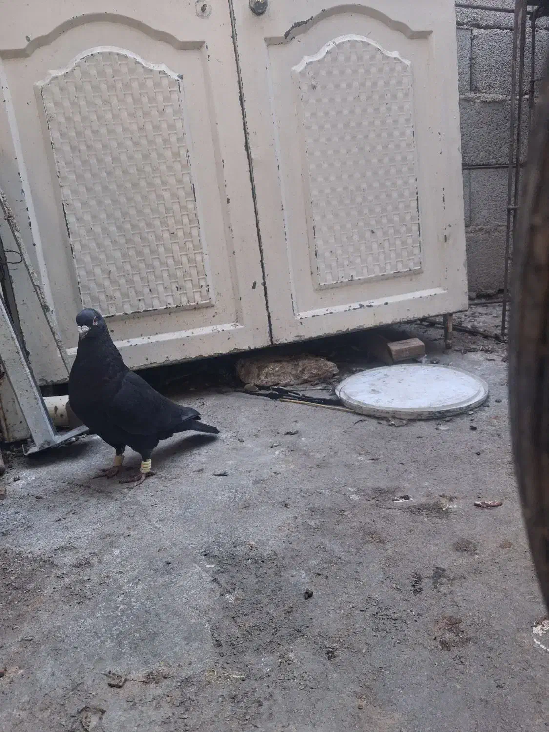 زاغ نر سفت دور|پرنده|اهواز, آریاشهر|دیوار