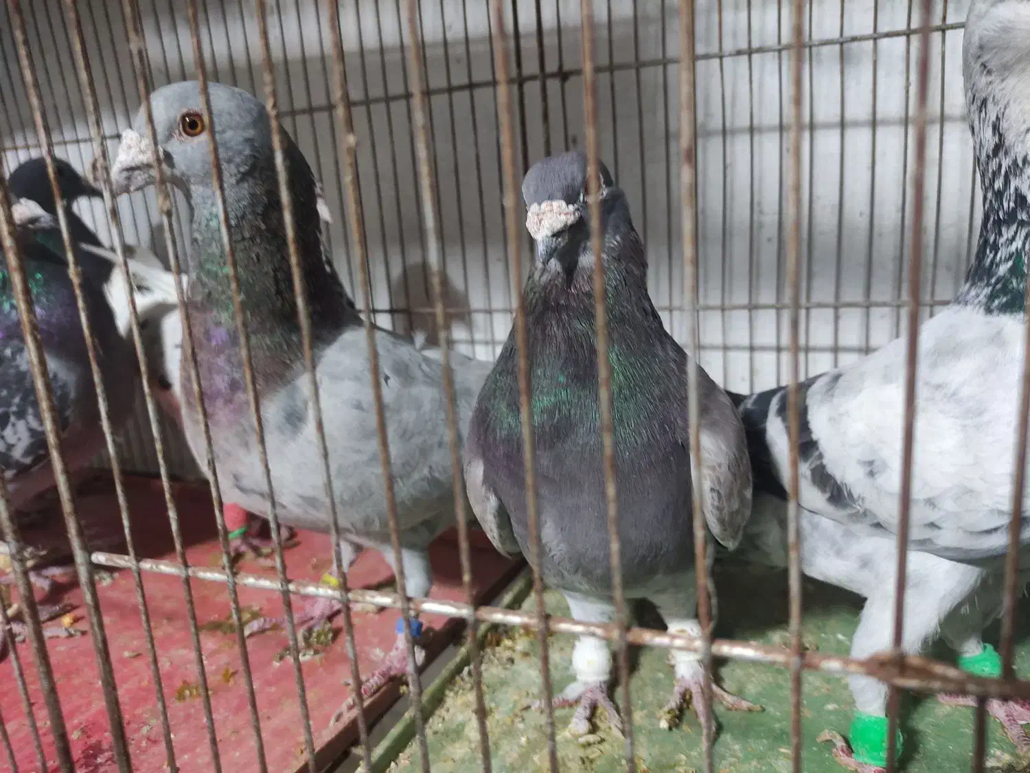 کفتر پلاکی تیر|پرنده|کوه چنار, |دیوار