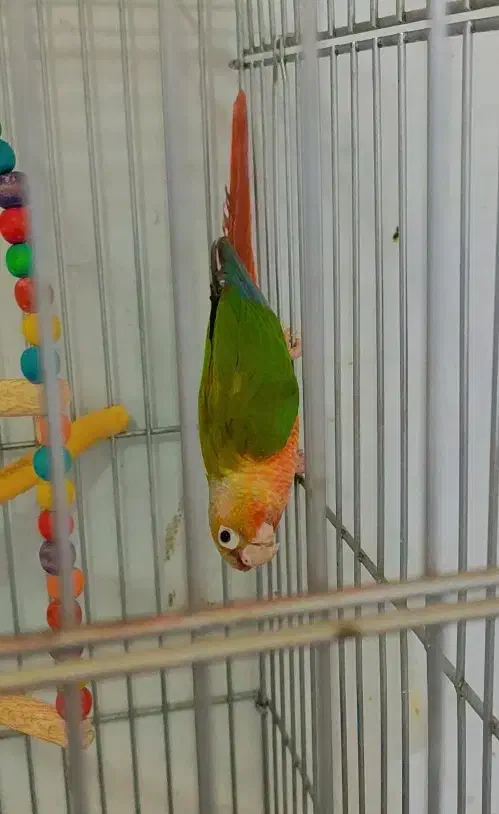 جفت مولد گرینچینک|پرنده|کاشمر, |دیوار