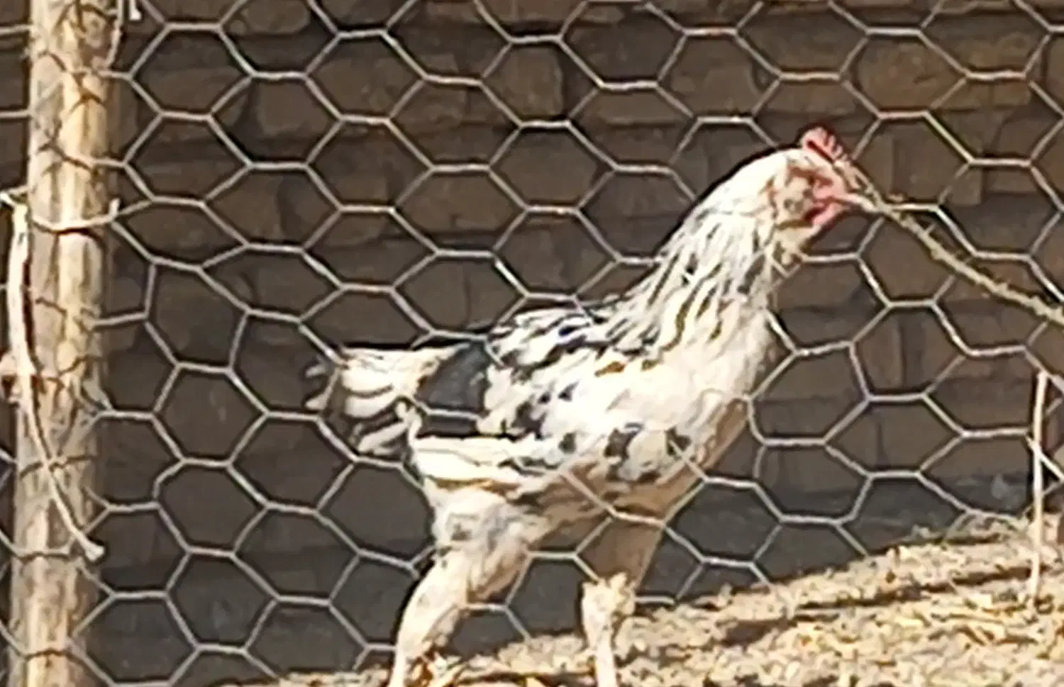 خروس|حیوانات مزرعه|لاران, |دیوار