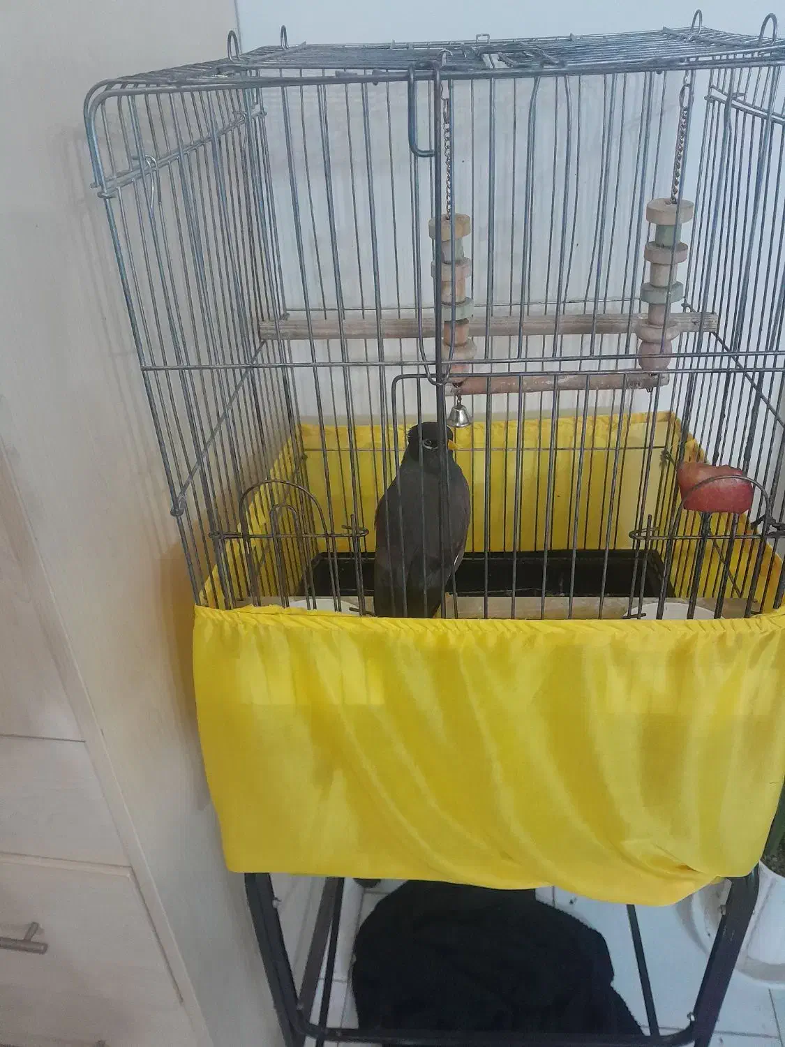 مرغ مینا سخنگو|پرنده|تهران, ارامنه|دیوار