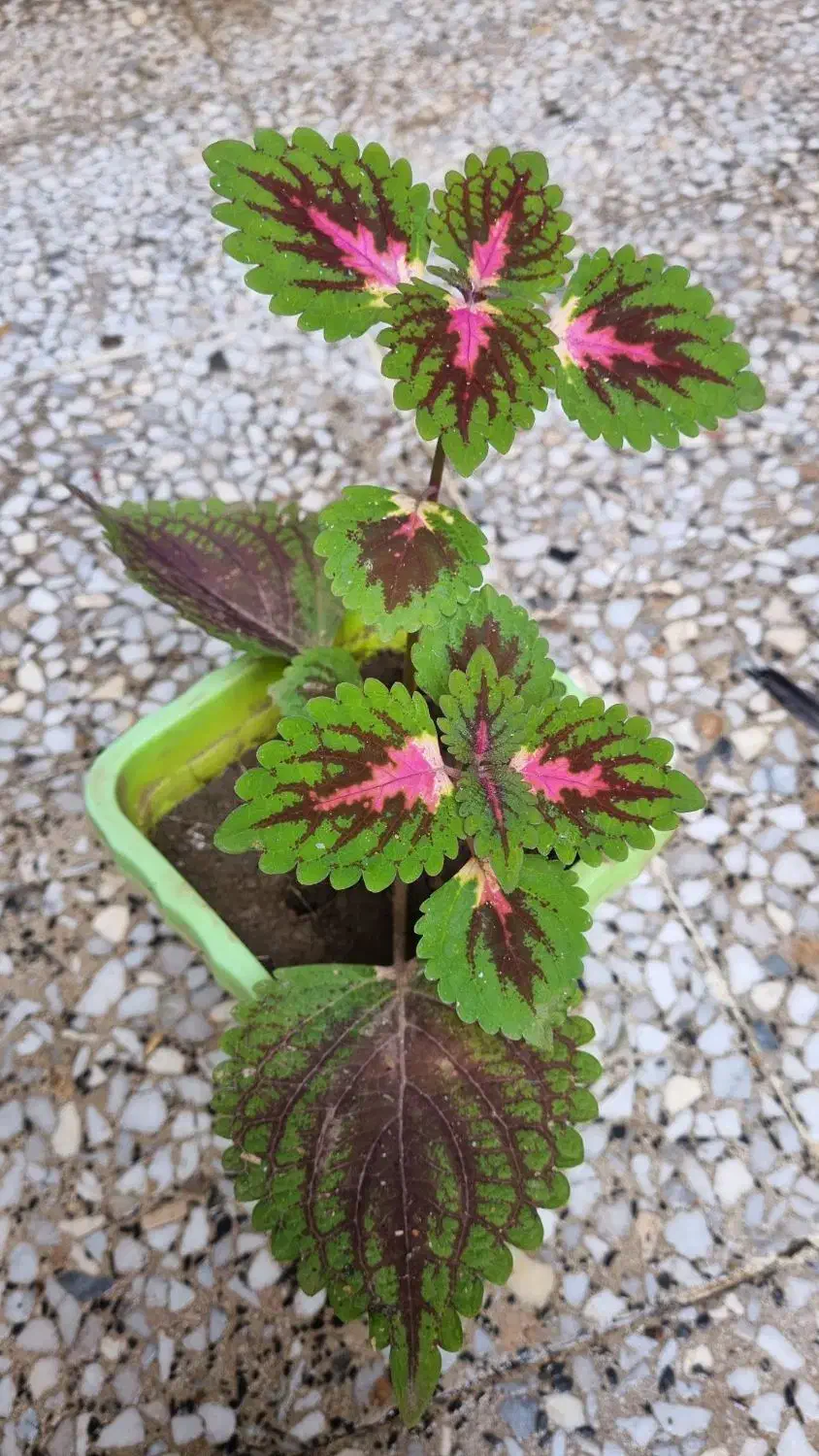 گل طبیعی|گل و گیاه طبیعی|رشت, حمیدیان|دیوار